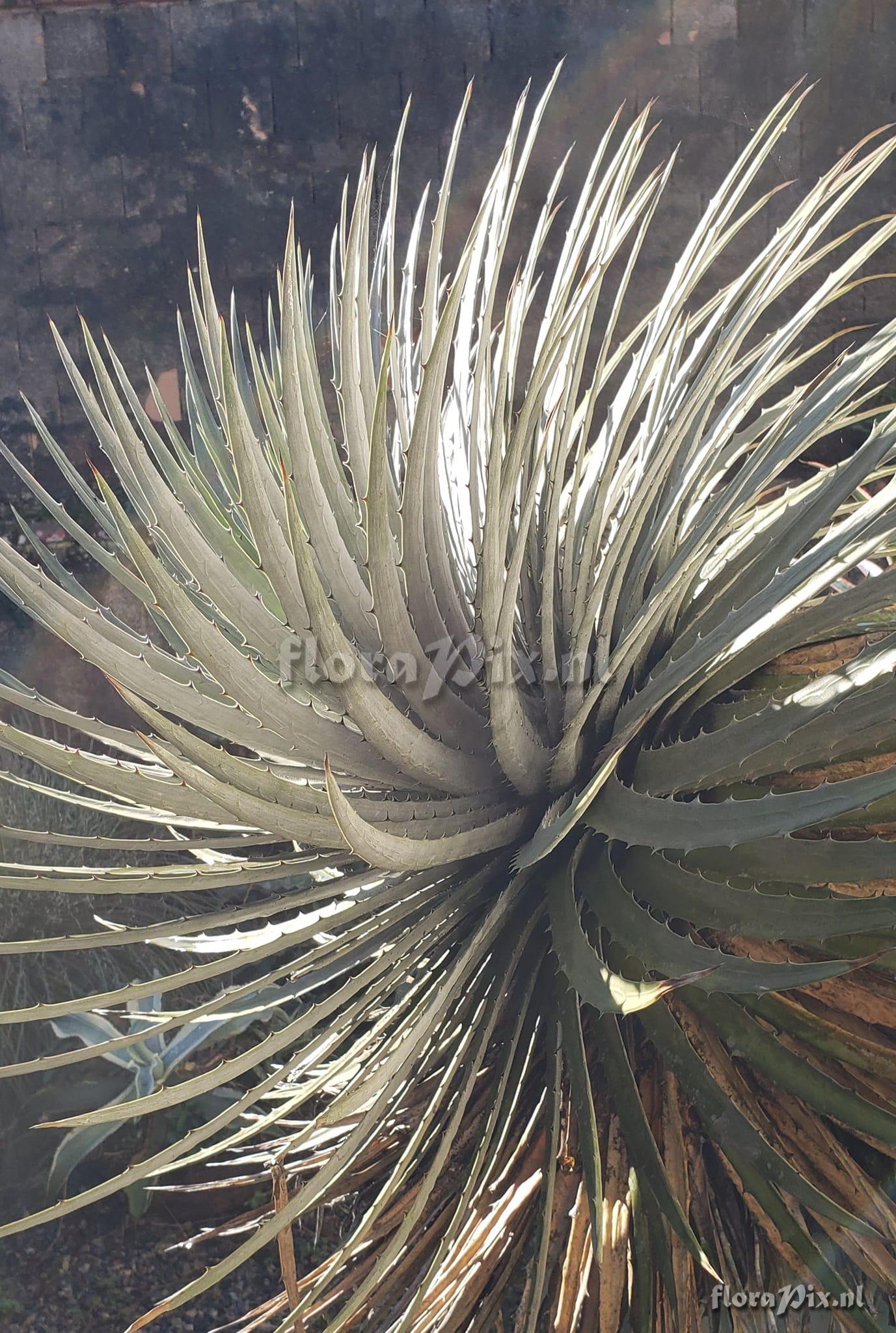 Dyckia nigrospinulata