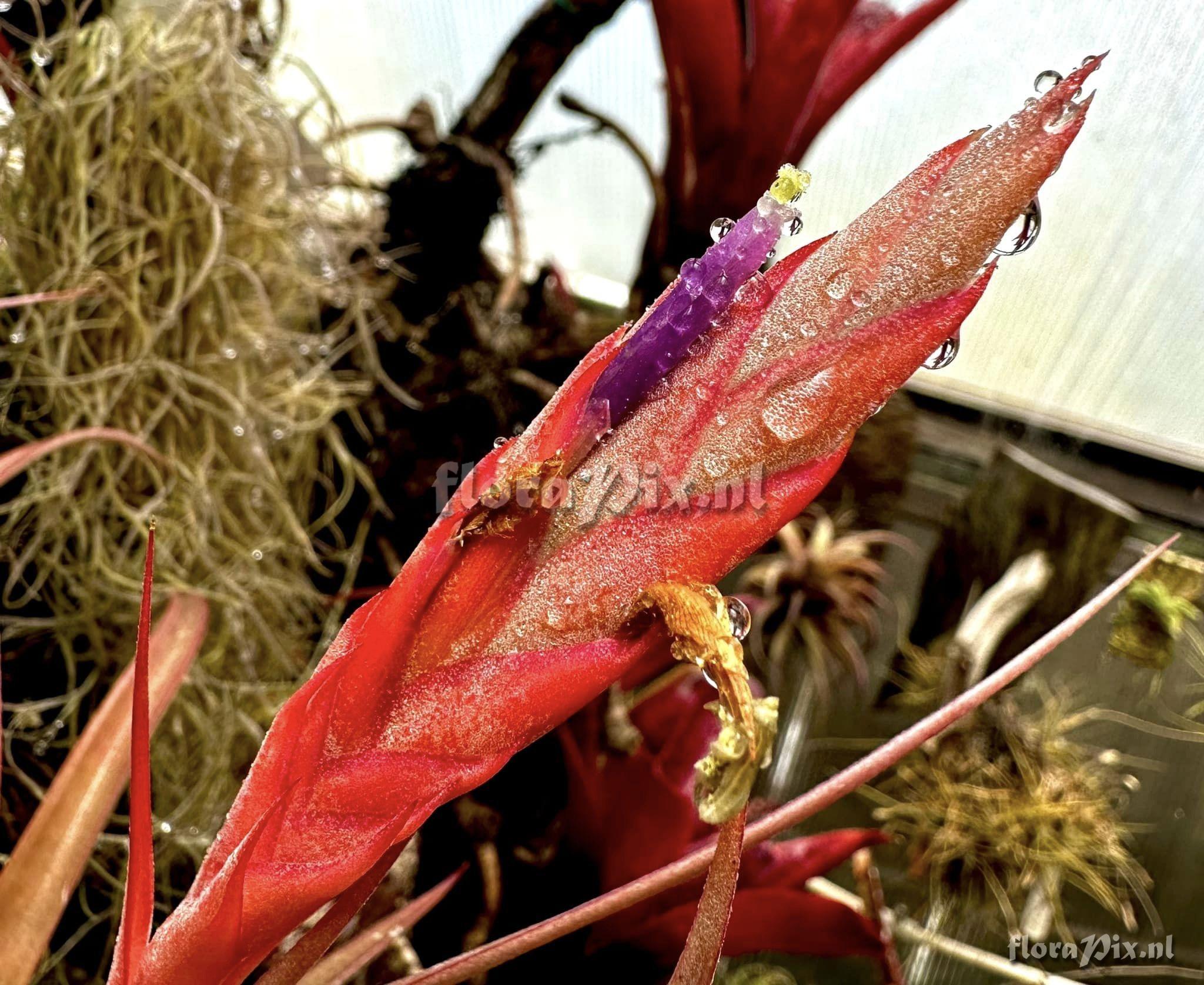 Tillandsia elizabethae