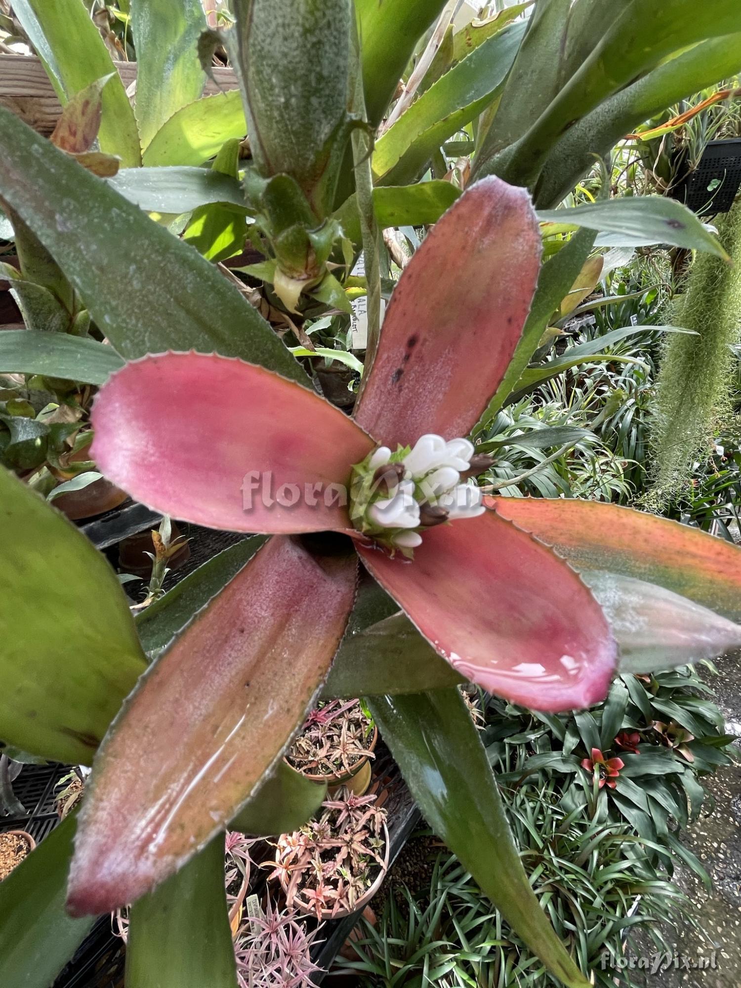 Aechmea aculeatosepala