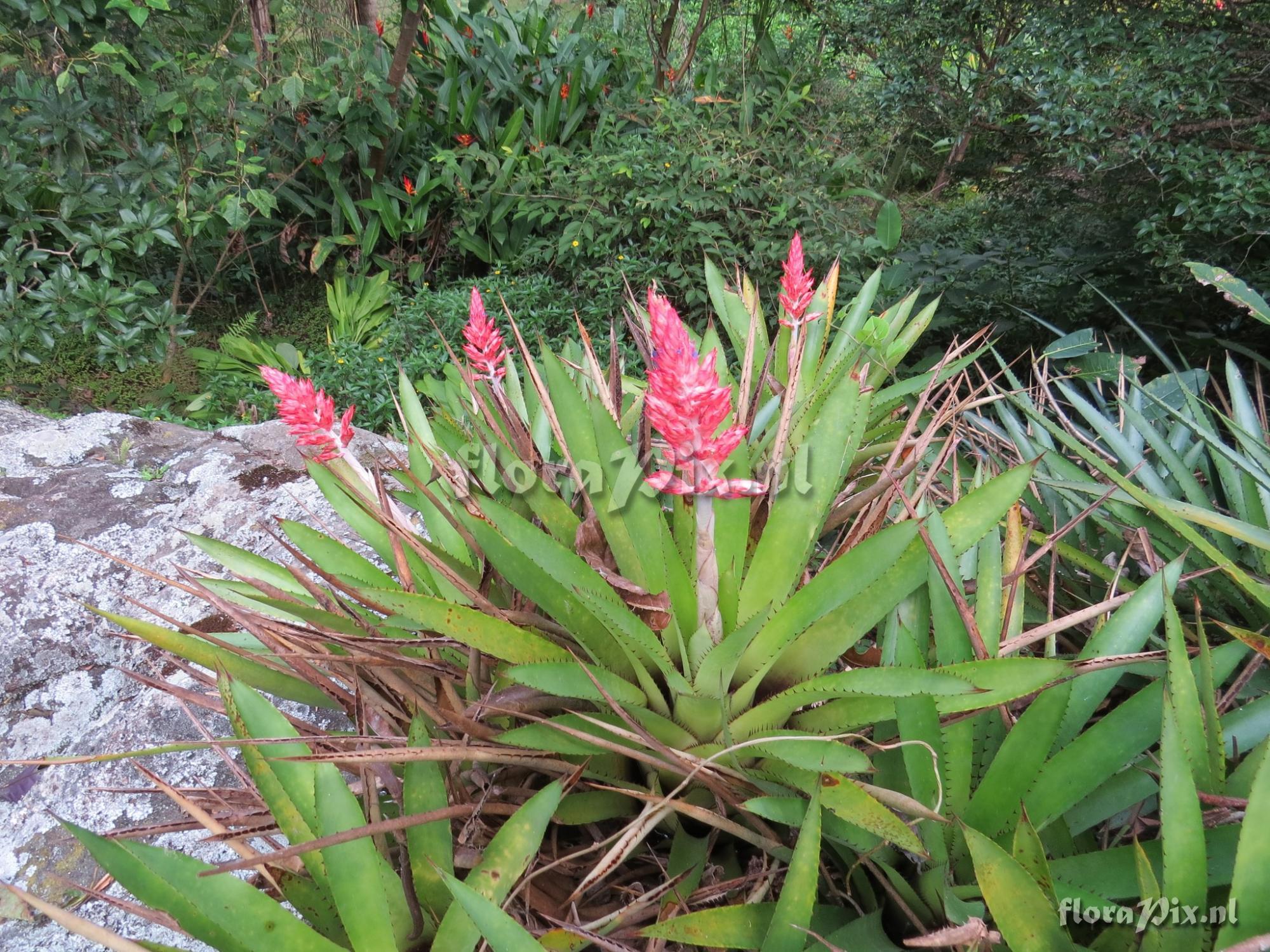 Aechmea sumidourensis