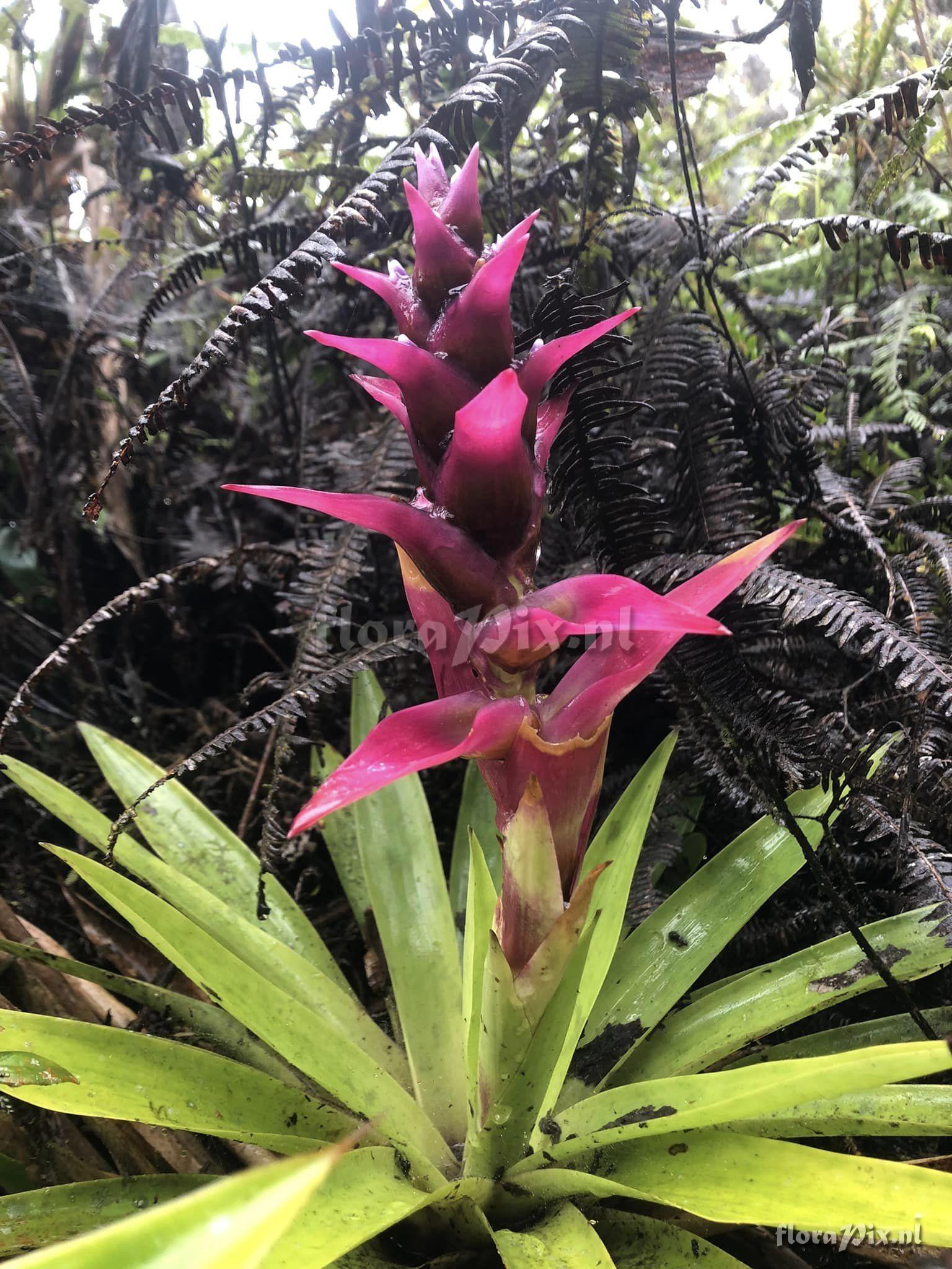 Mezobromelia verecunda