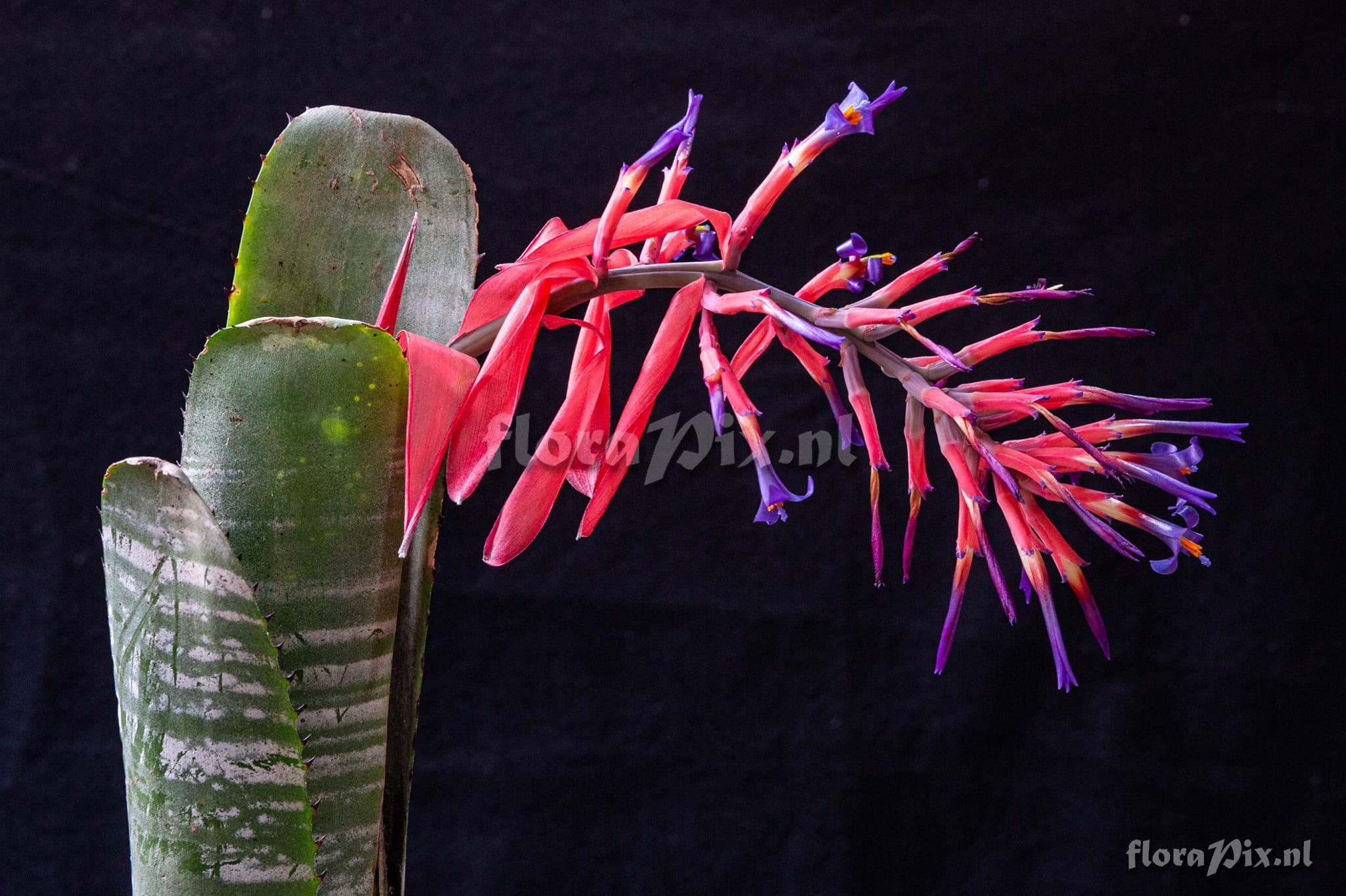 Billbergia vittata