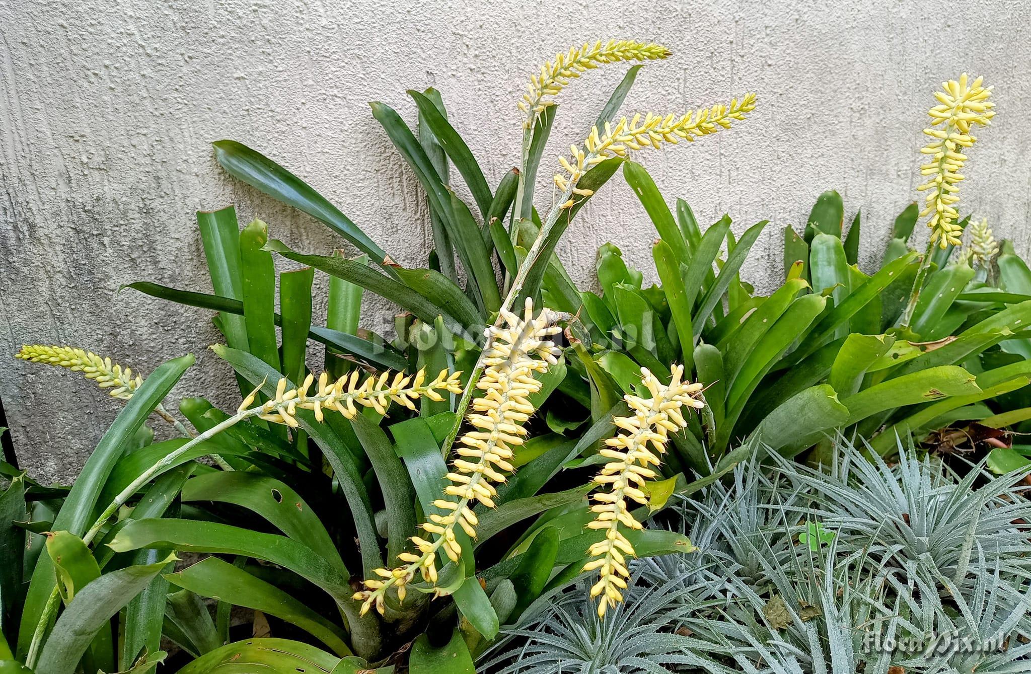 Aechmea gamosepala var. nivea