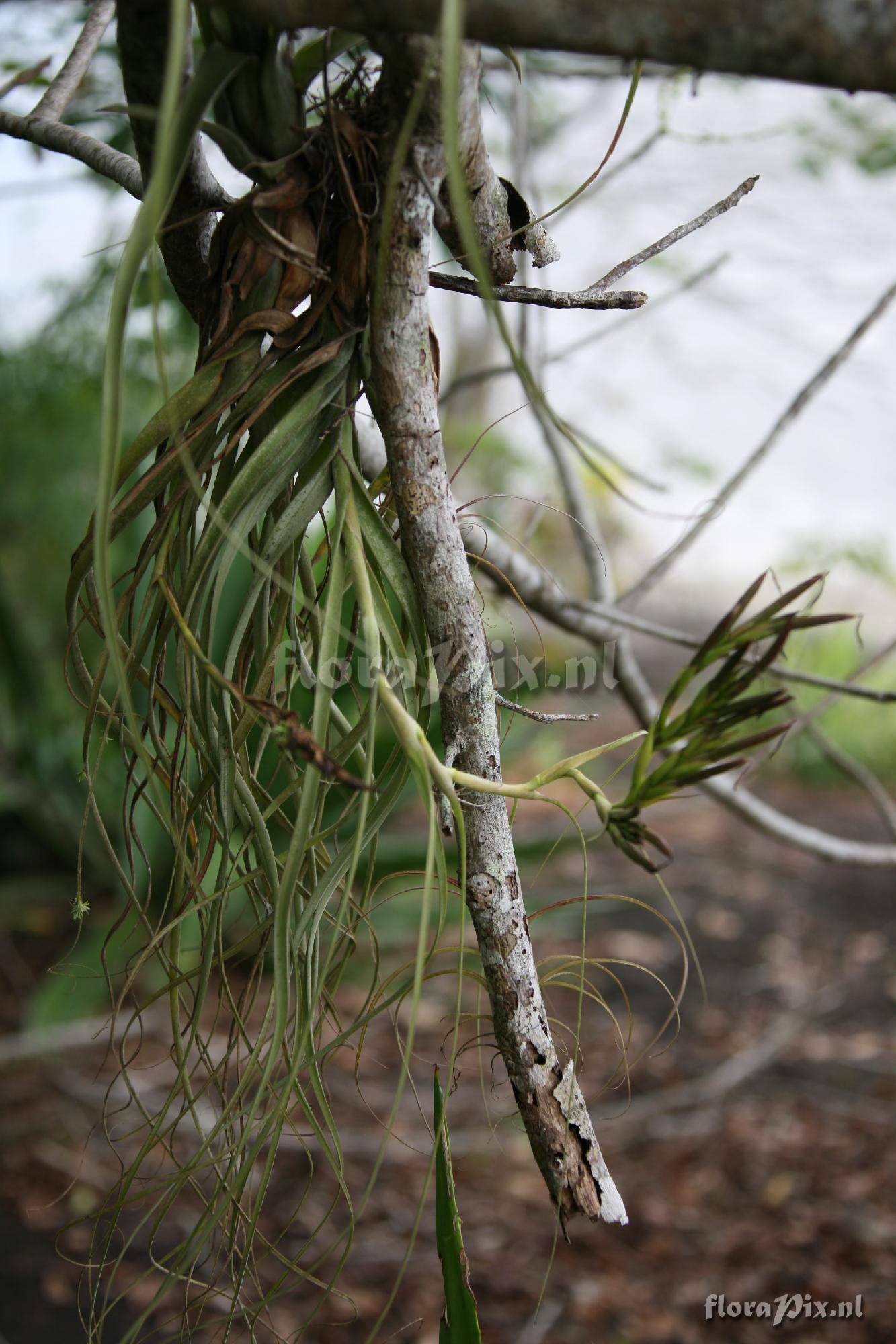 Tillandsia balbisiana