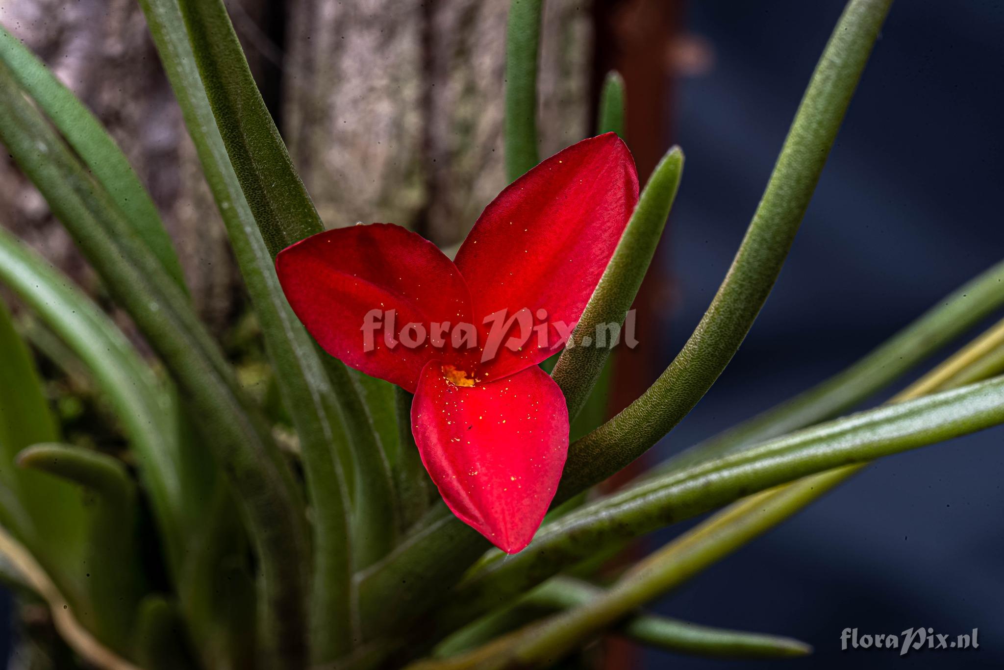 Tillandsia albertiana