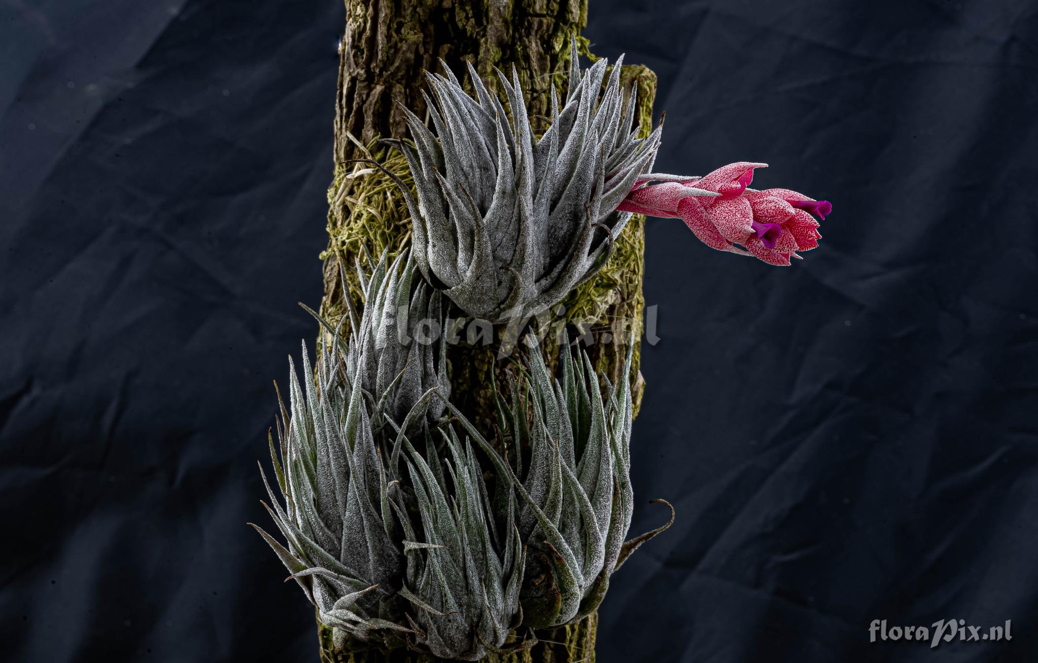 Tillandsia heubergeri