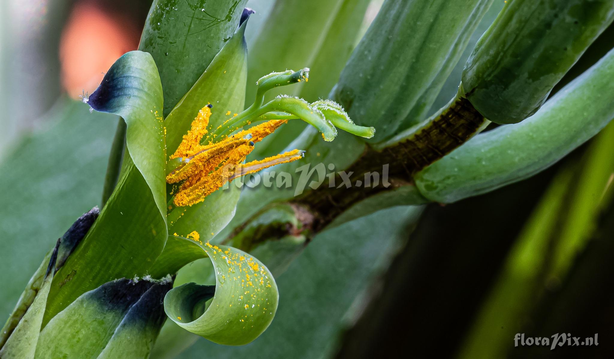 Billbergia amoena