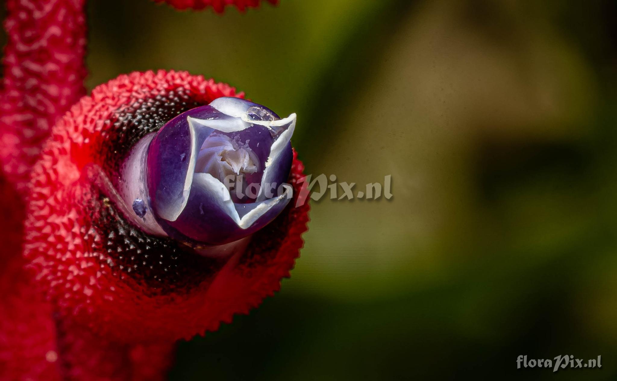 Aechmea warasii