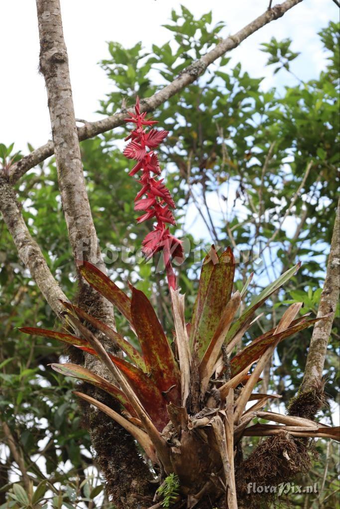 Tillandsia superba