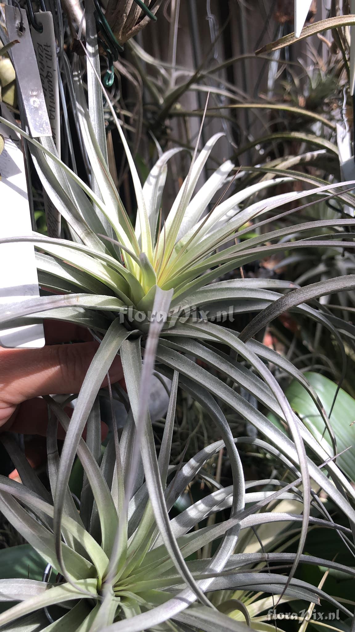 Tillandsia eltoniana