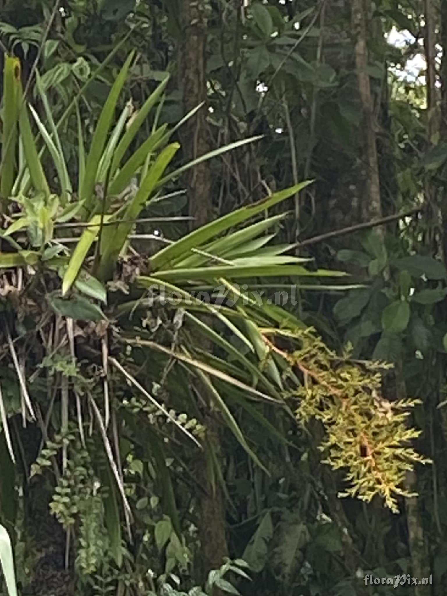 Guzmania condensata