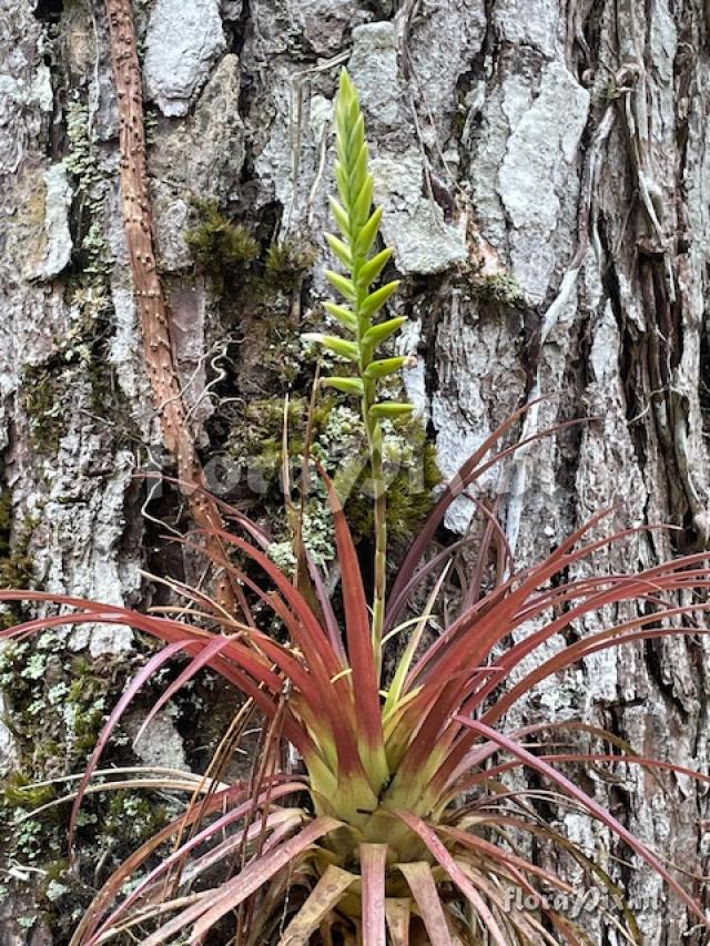 Lemeltonia monadelpha