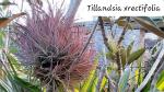 Tillandsia rectifolia x