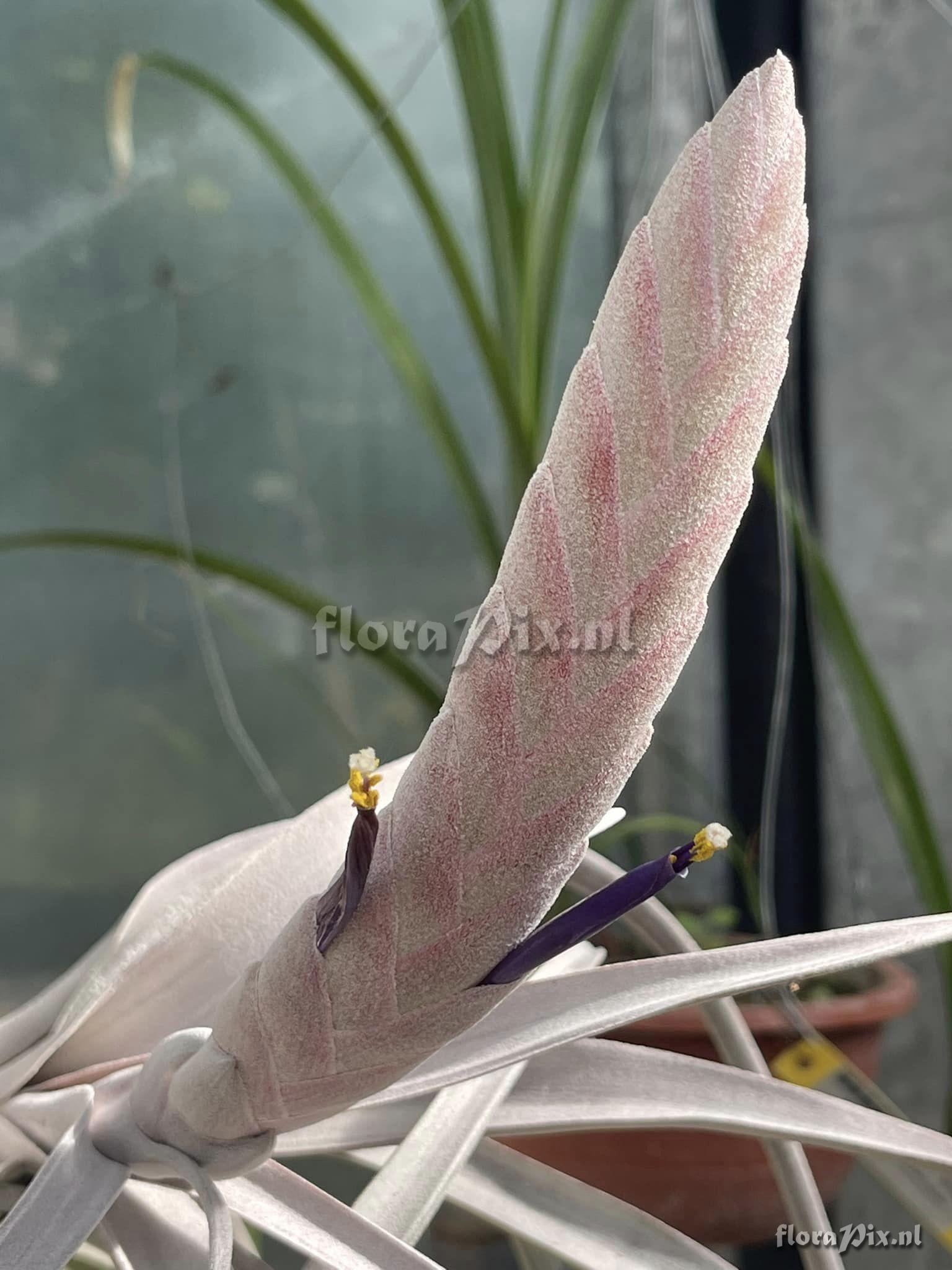 Tillandsia chiapensis