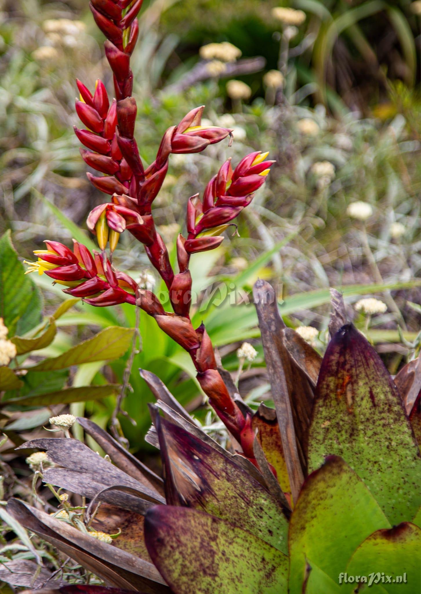 Vriesea vidalii