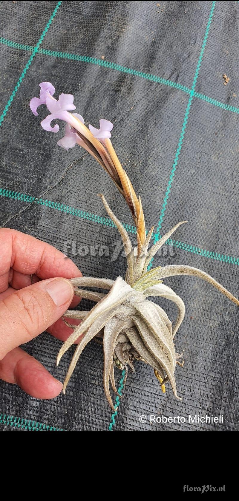 Tillandsia tafiensis