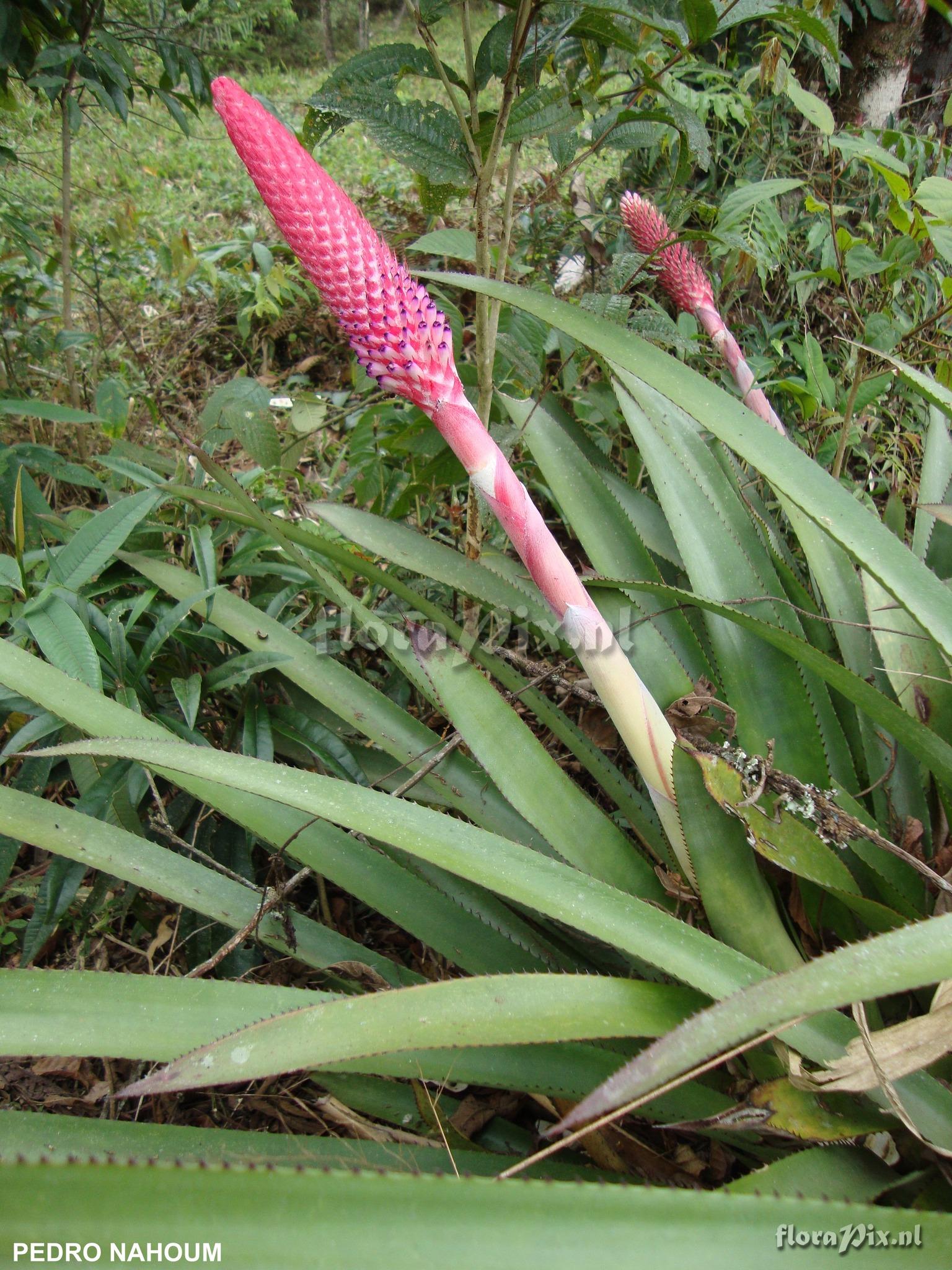 Aechmea vanhoutteana