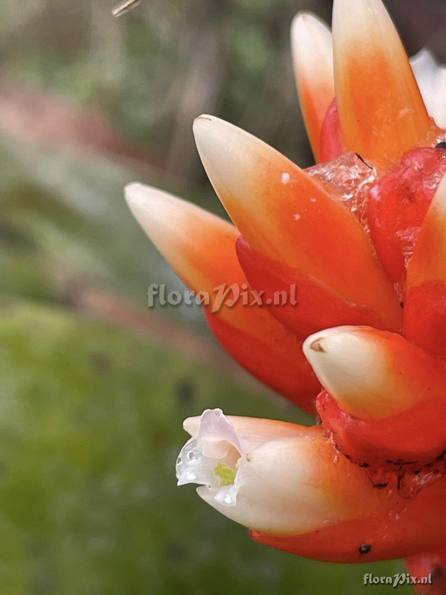 Guzmania musaica var. discolor