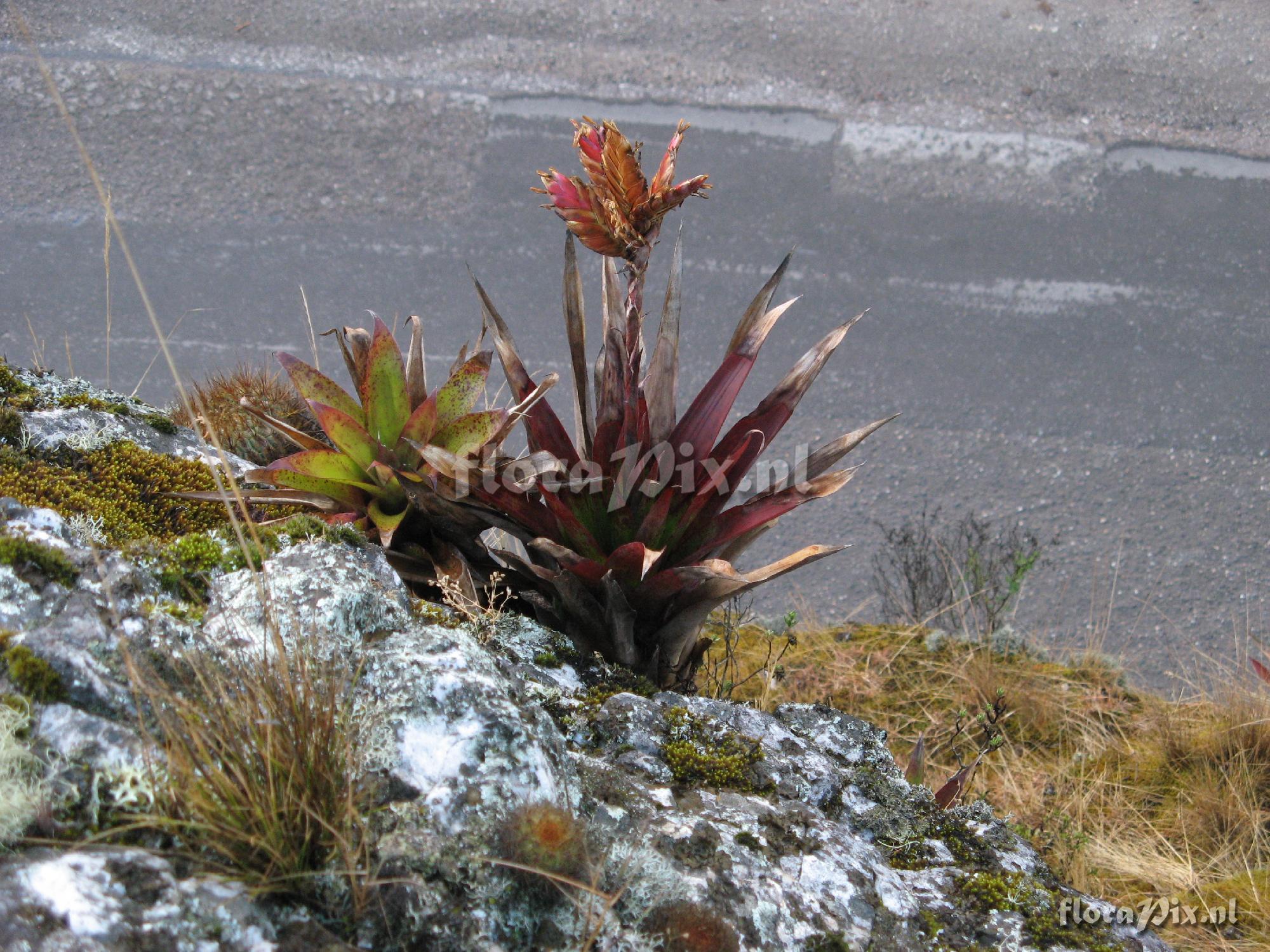 Tillandsia stenoura