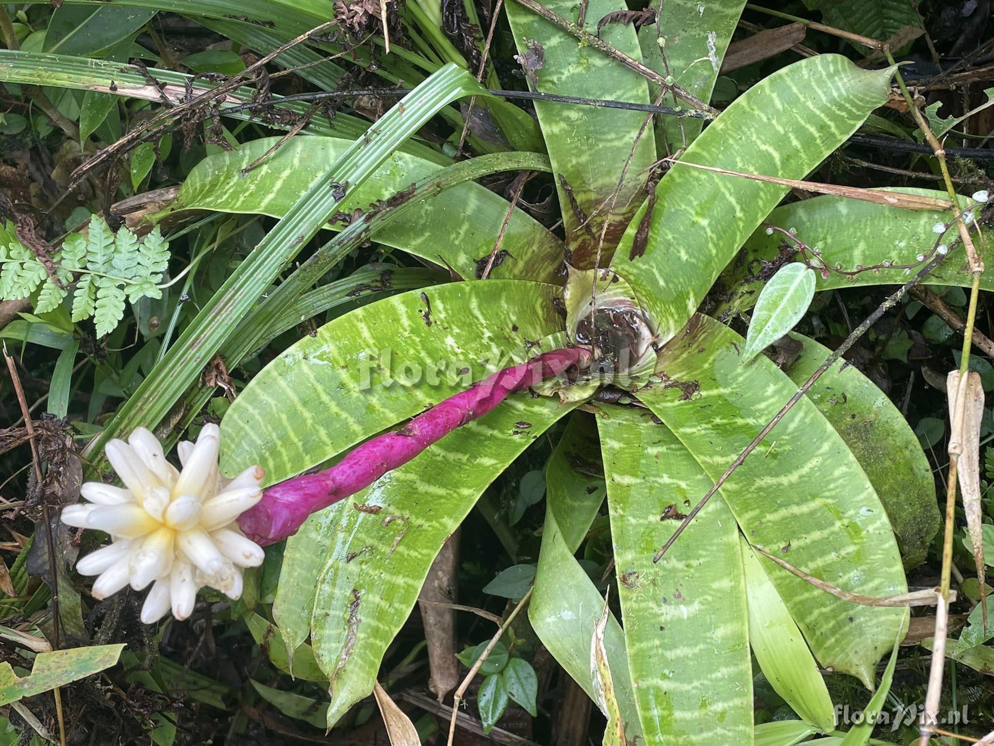 Guzmania musaica var. rosea