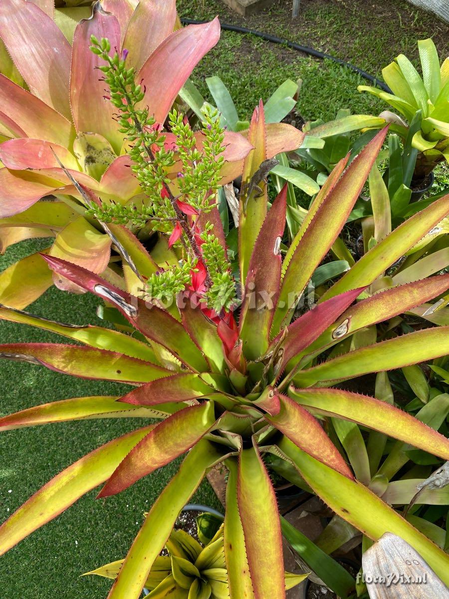 Aechmea haltonii