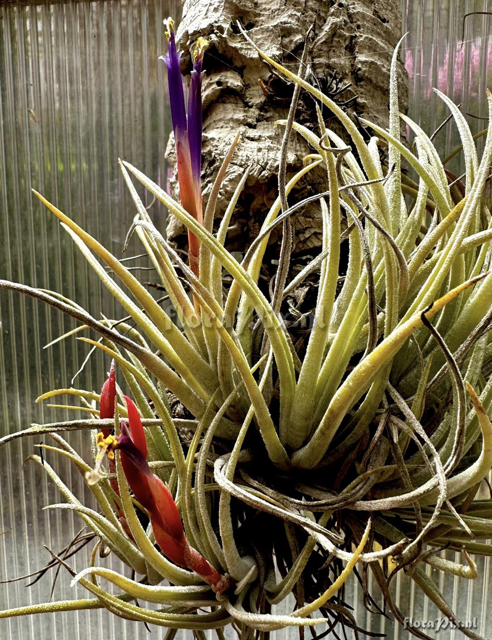 Tillandsia pueblensis