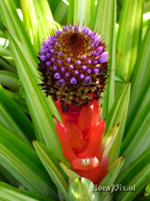 Aechmea ornata