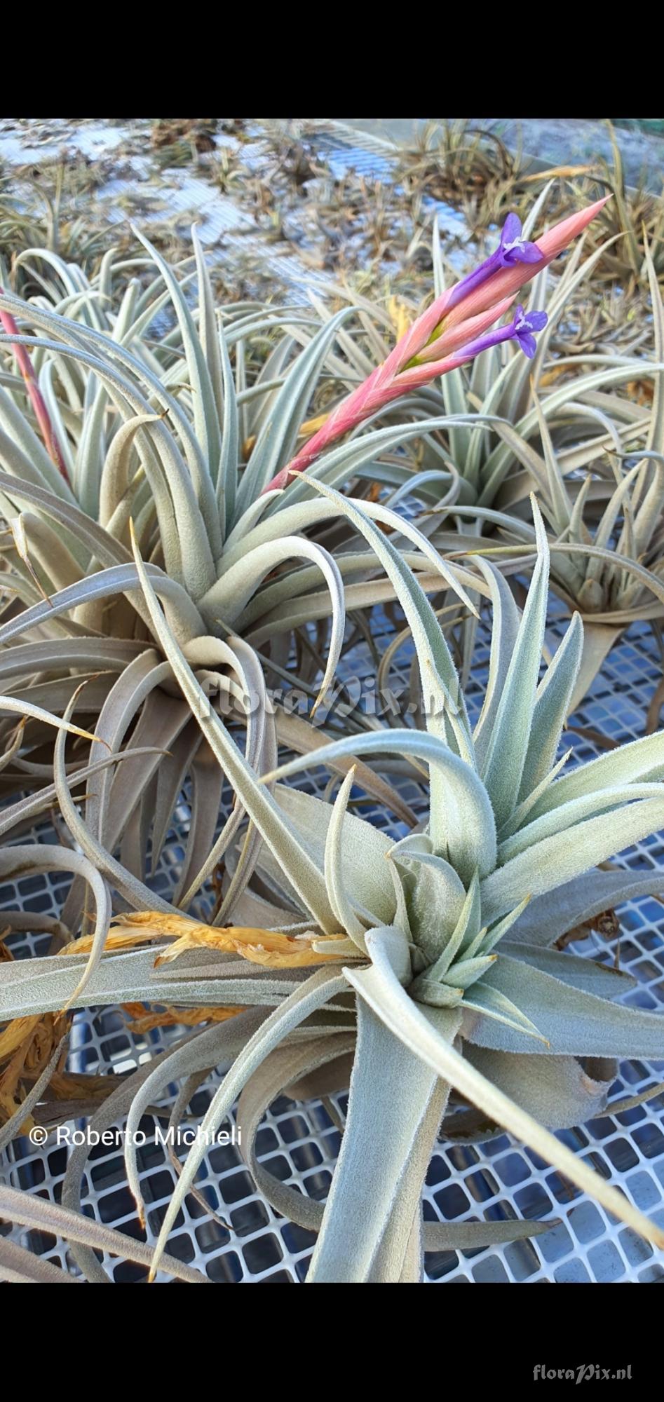 Tillandsia zecheri var. zecheri