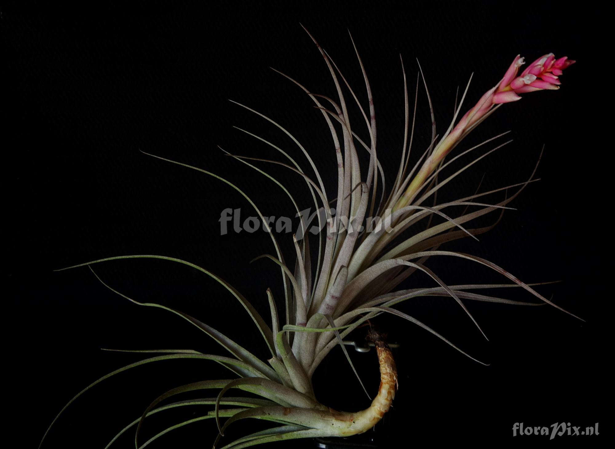 Tillandsia milagrensis