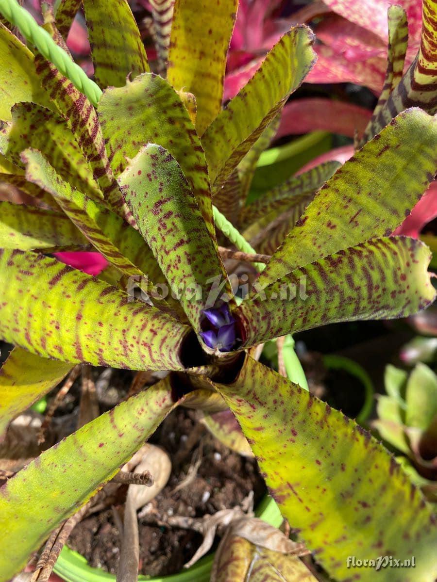 Neoregelia punctatissima