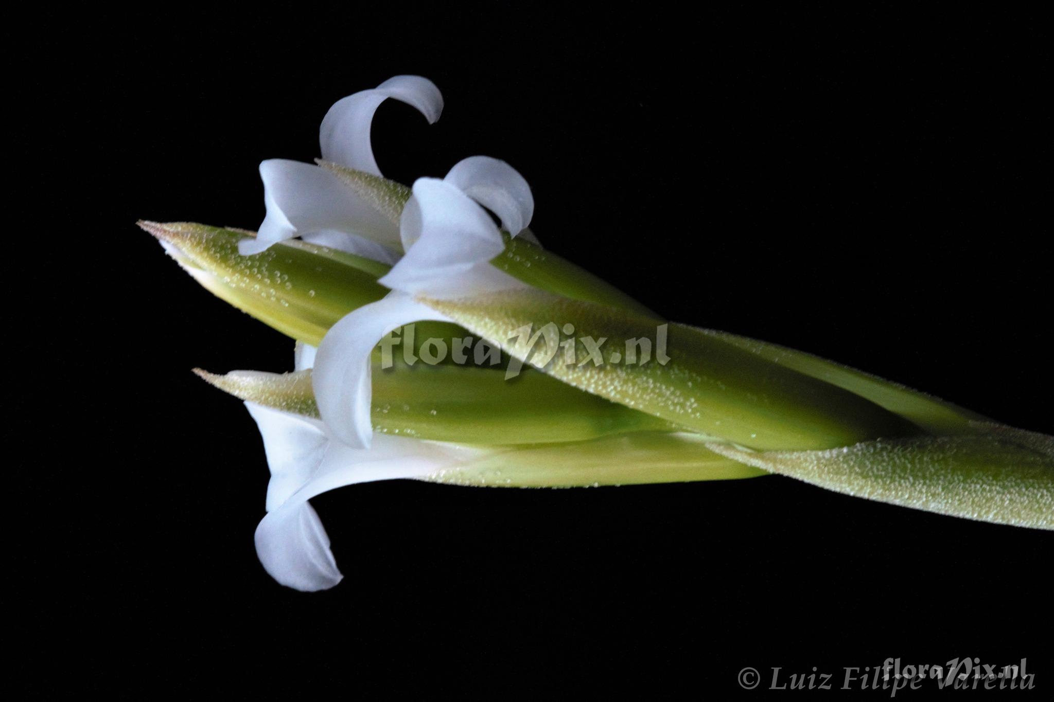 Tillandsia leucopetala