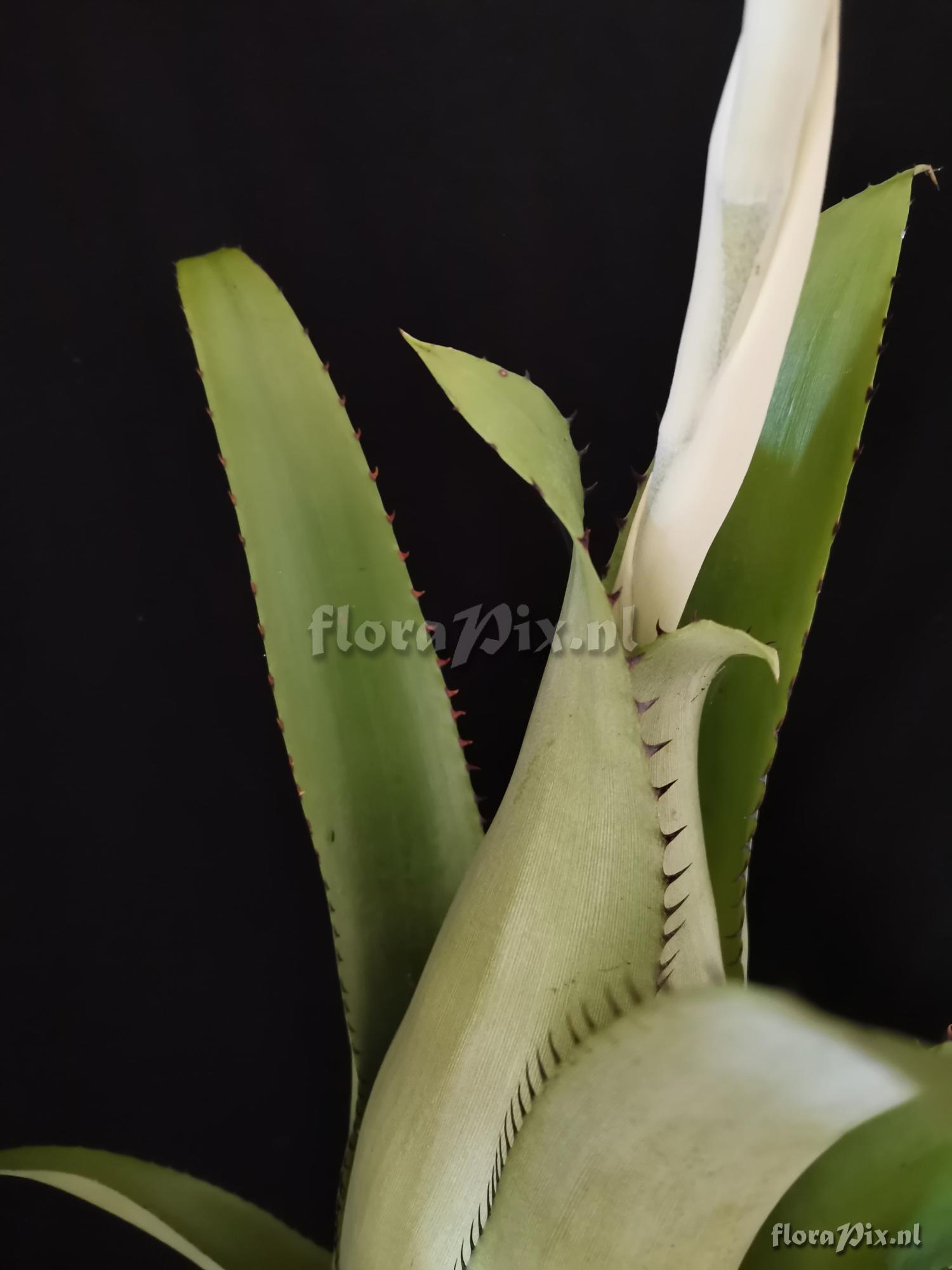 Aechmea bromeliifolia var. albobracteata