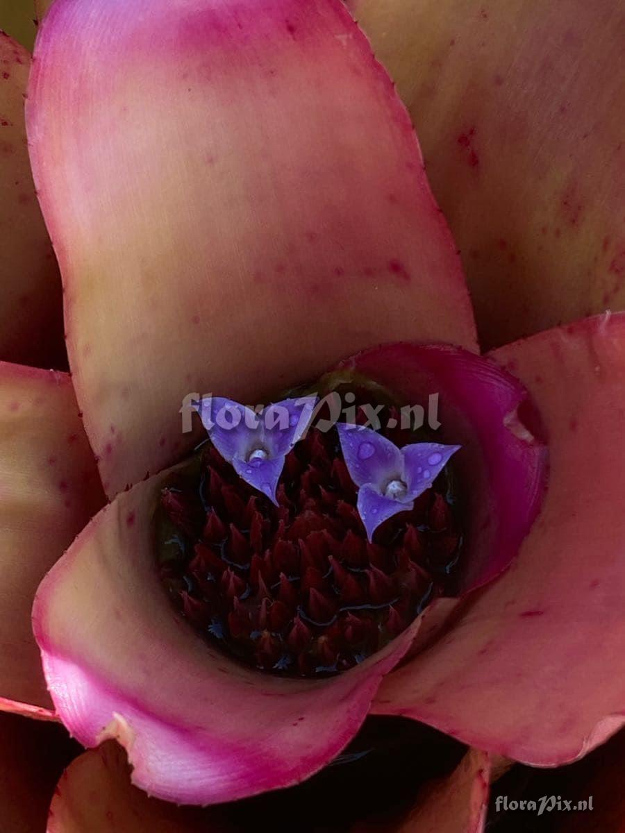 Neoregelia spectabilis