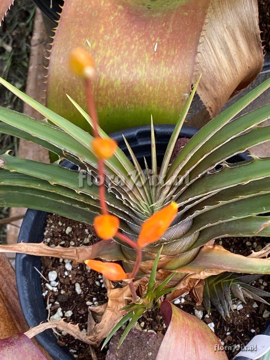 Dyckia estevesii