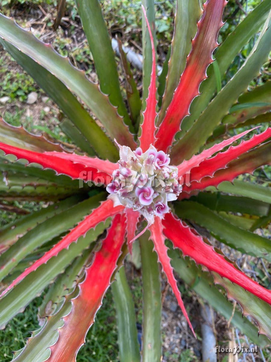 Bromelia pinguin