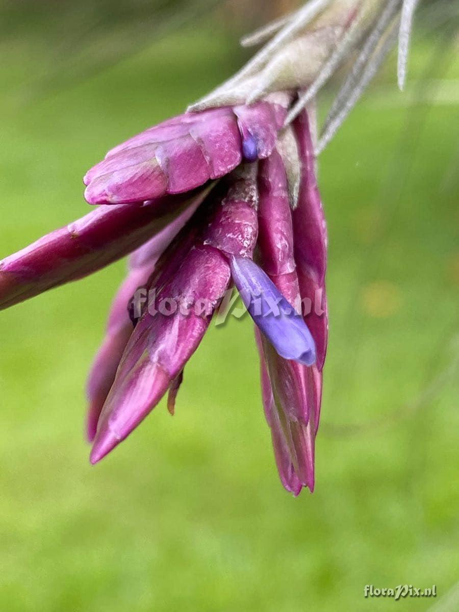 Tillandsia floribunda