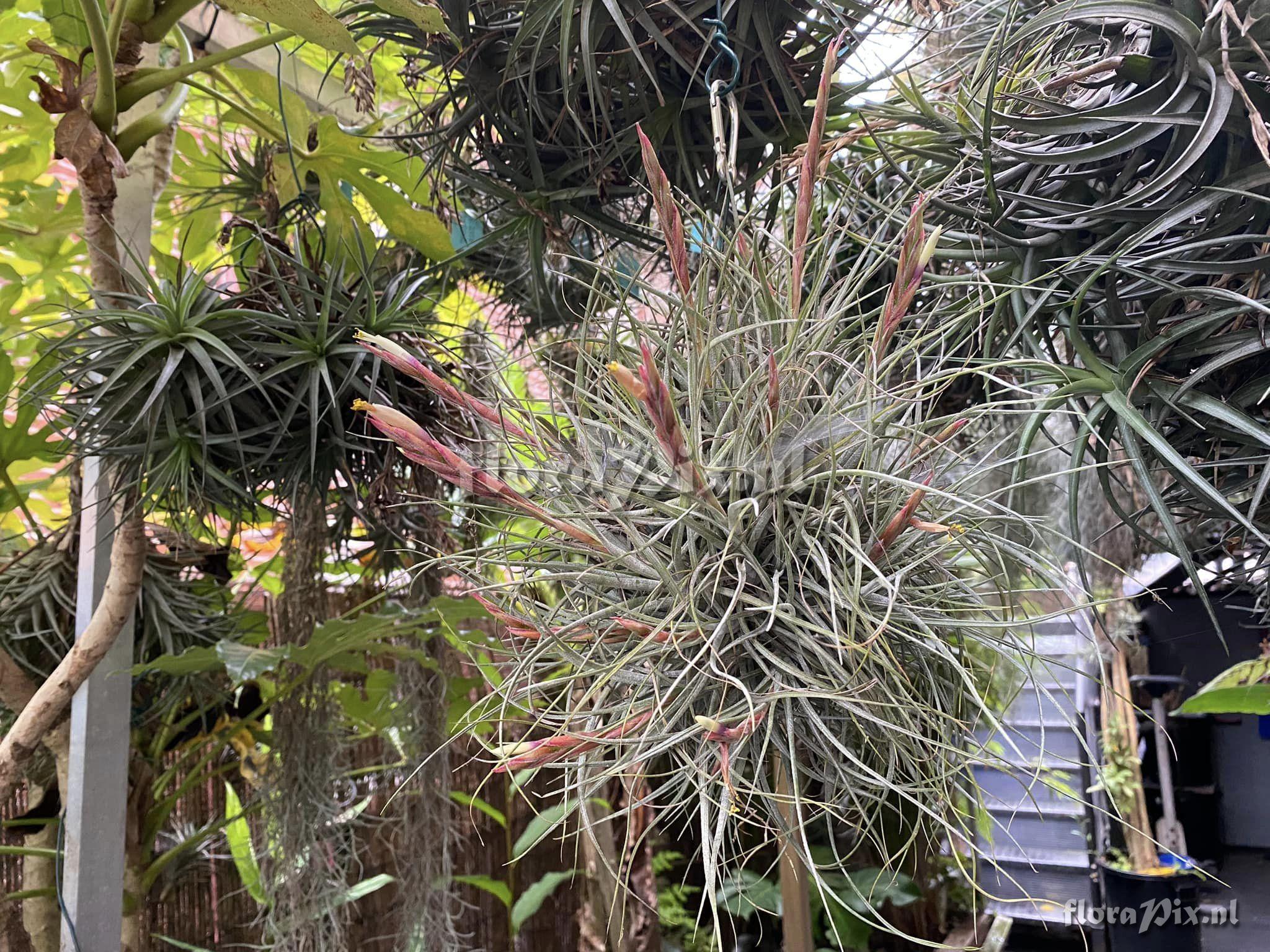 Tillandsia flavoviolacea