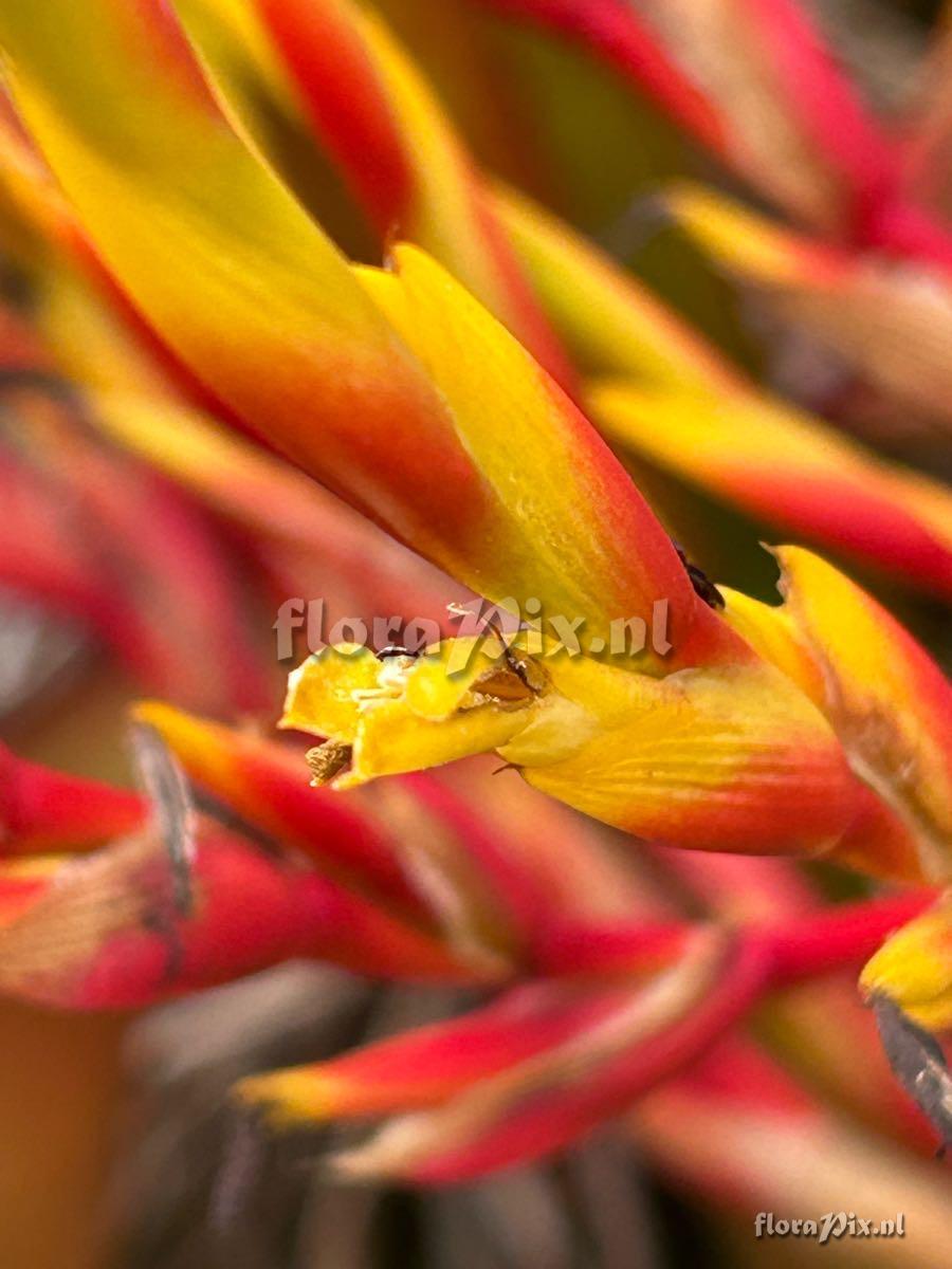 Aechmea blanchetiana