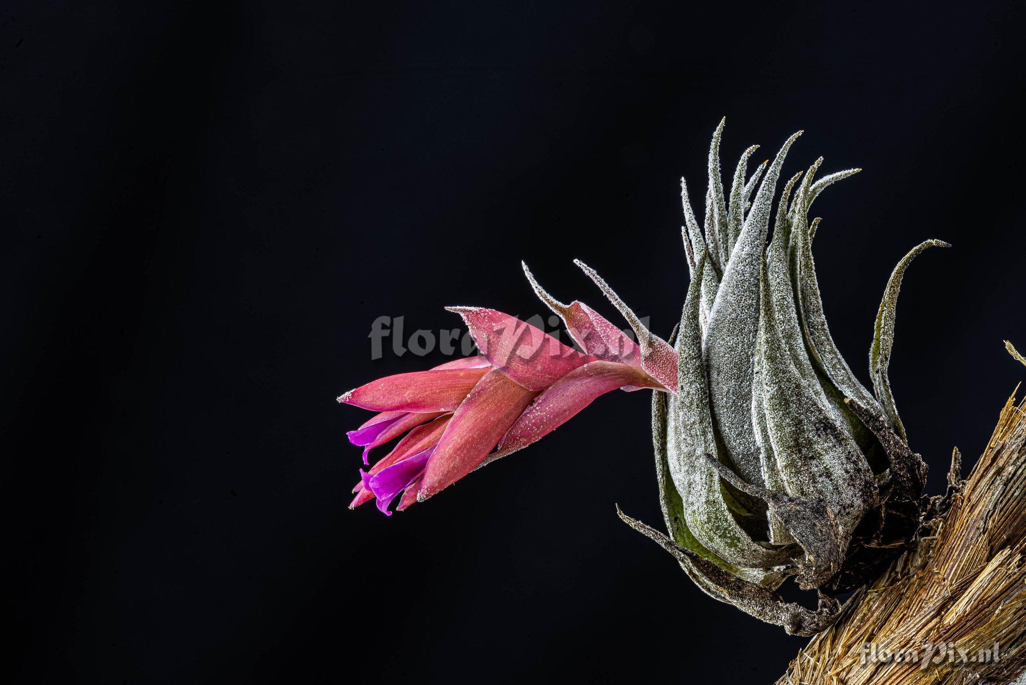 Tillandsia organensis