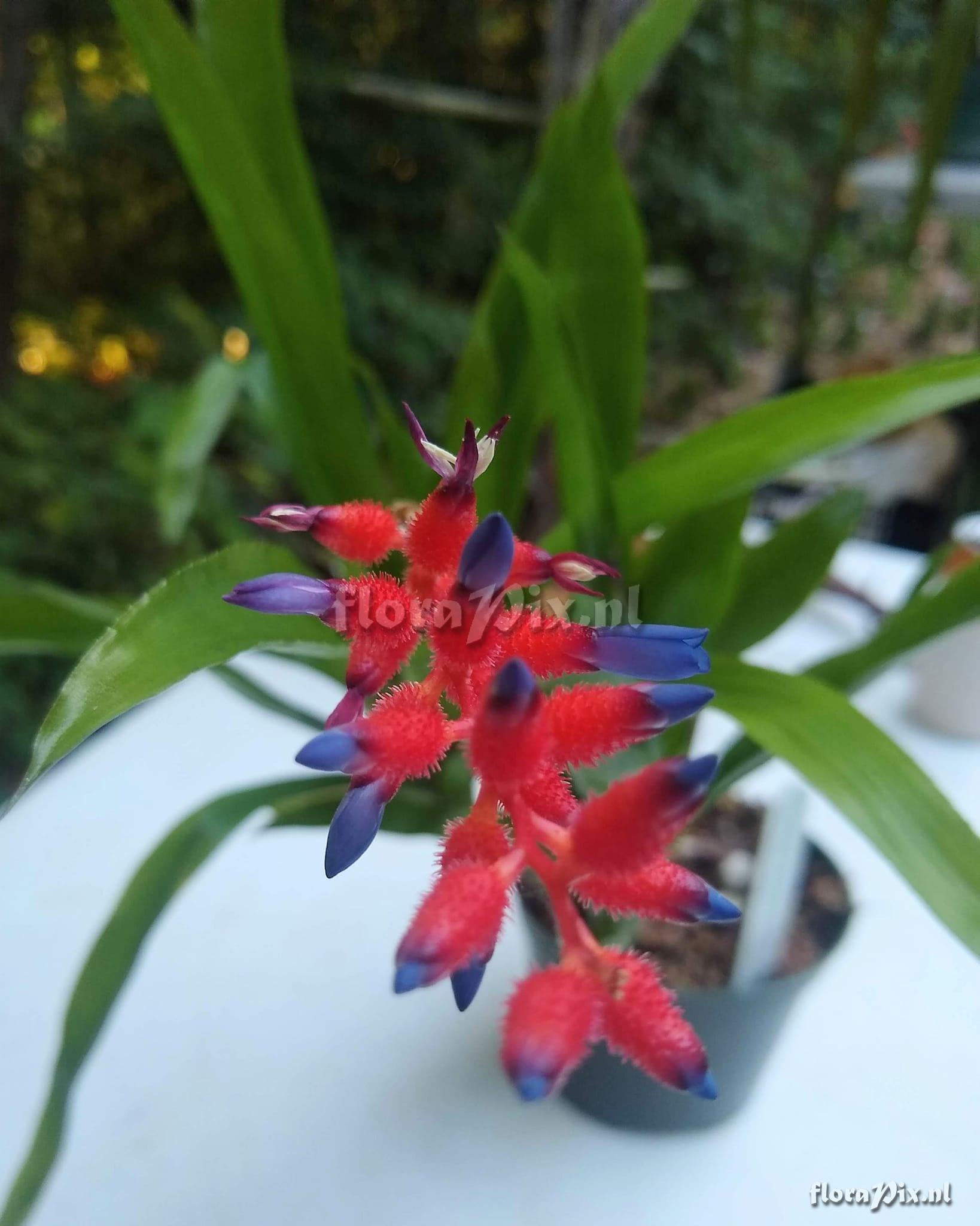 Aechmea pedicellata