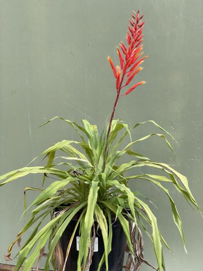 Pitcairnia orchidifolia