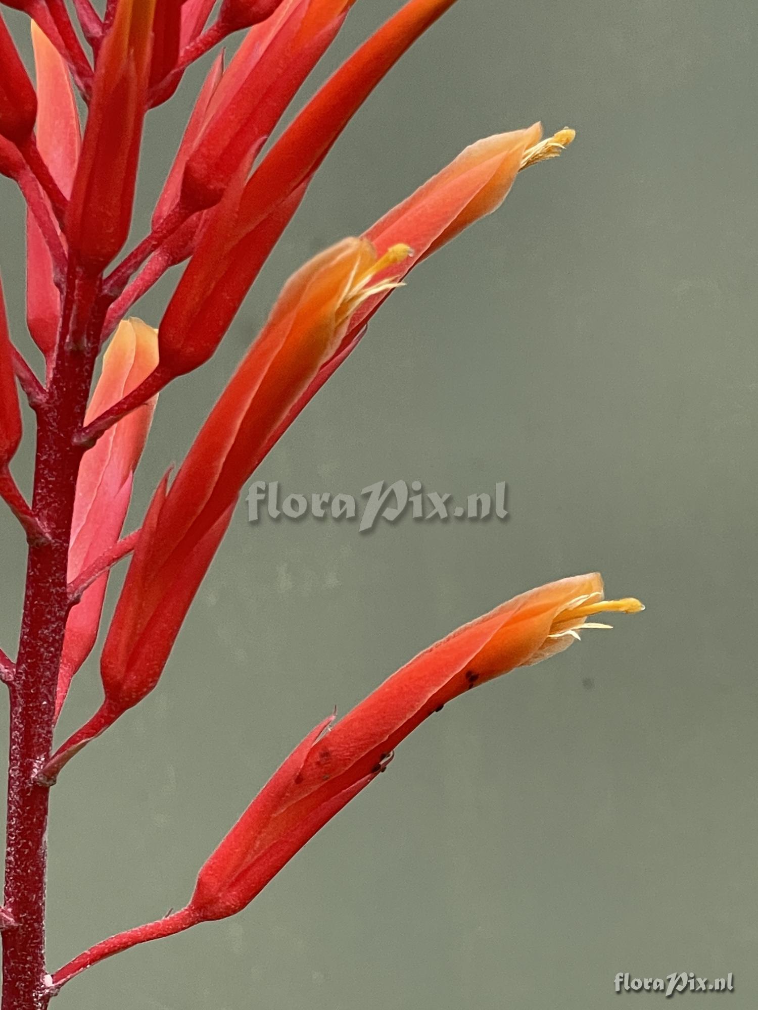 Pitcairnia orchidifolia