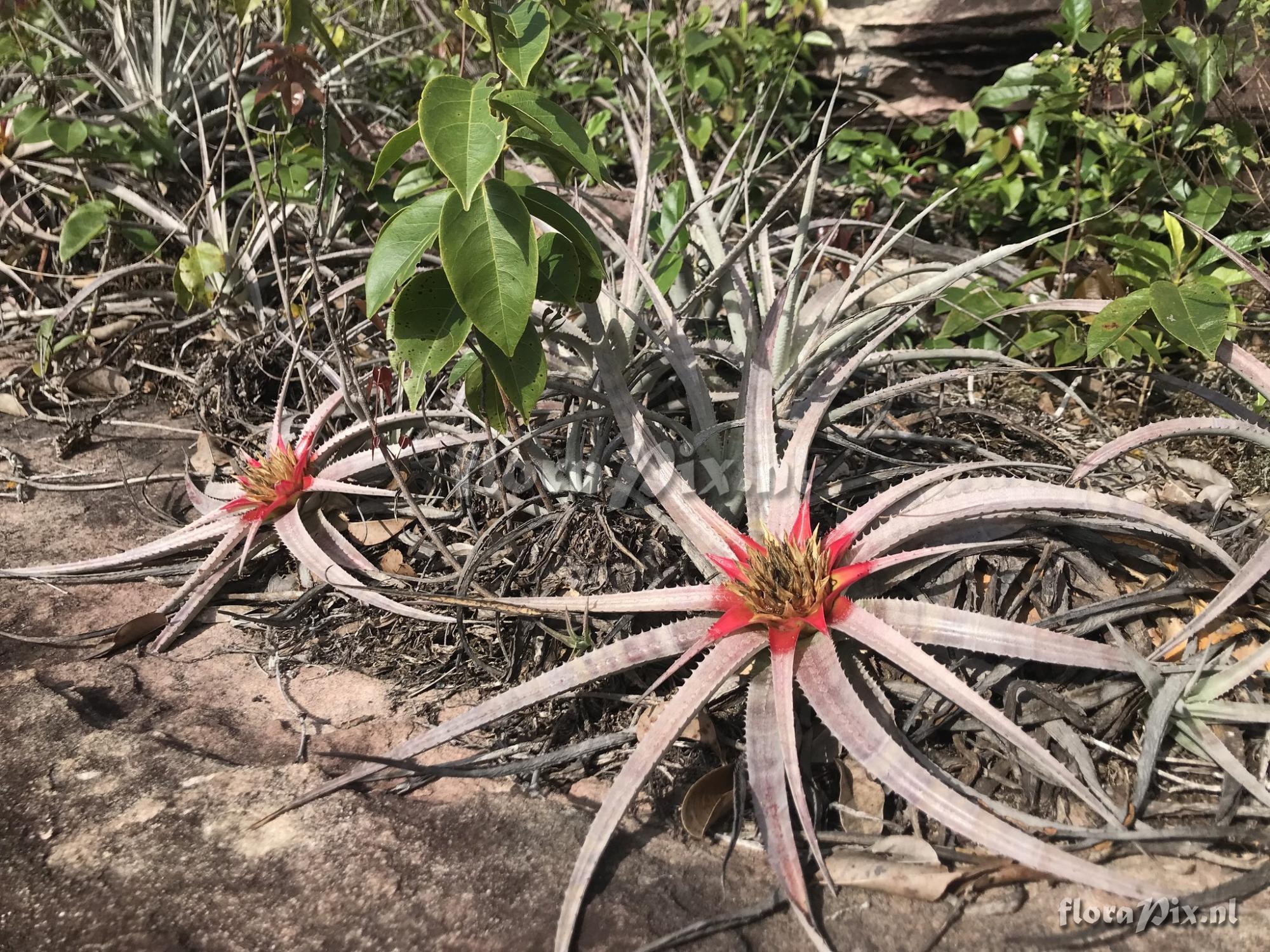 Sincoraea burlemarxii