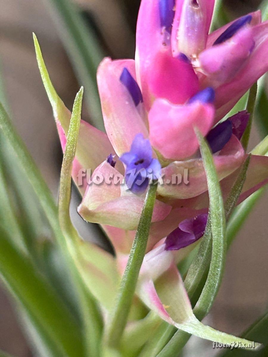 Tillandsia stricta