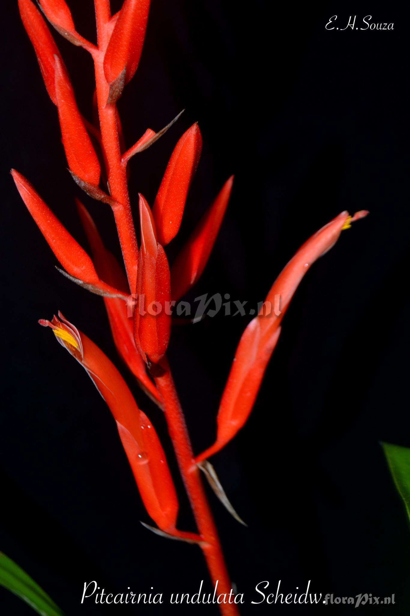 Pitcairnia undulata