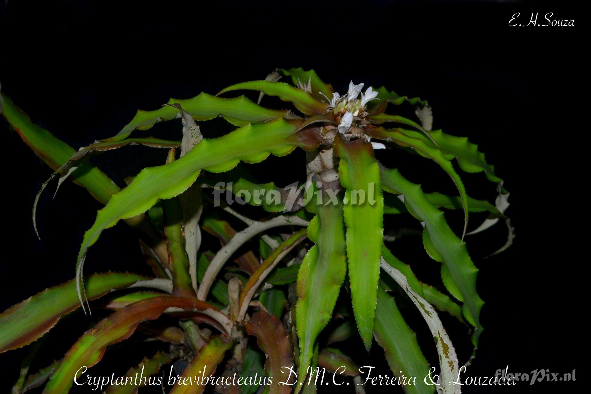 Cryptanthus brevibracteatus