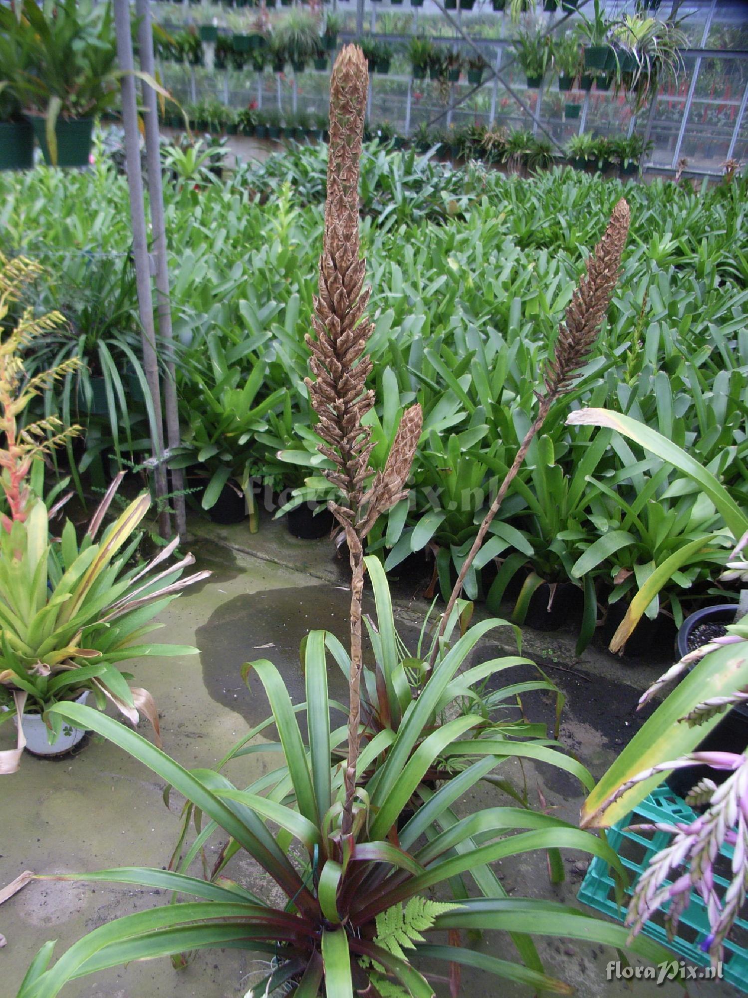 Guzmania calothyrsus