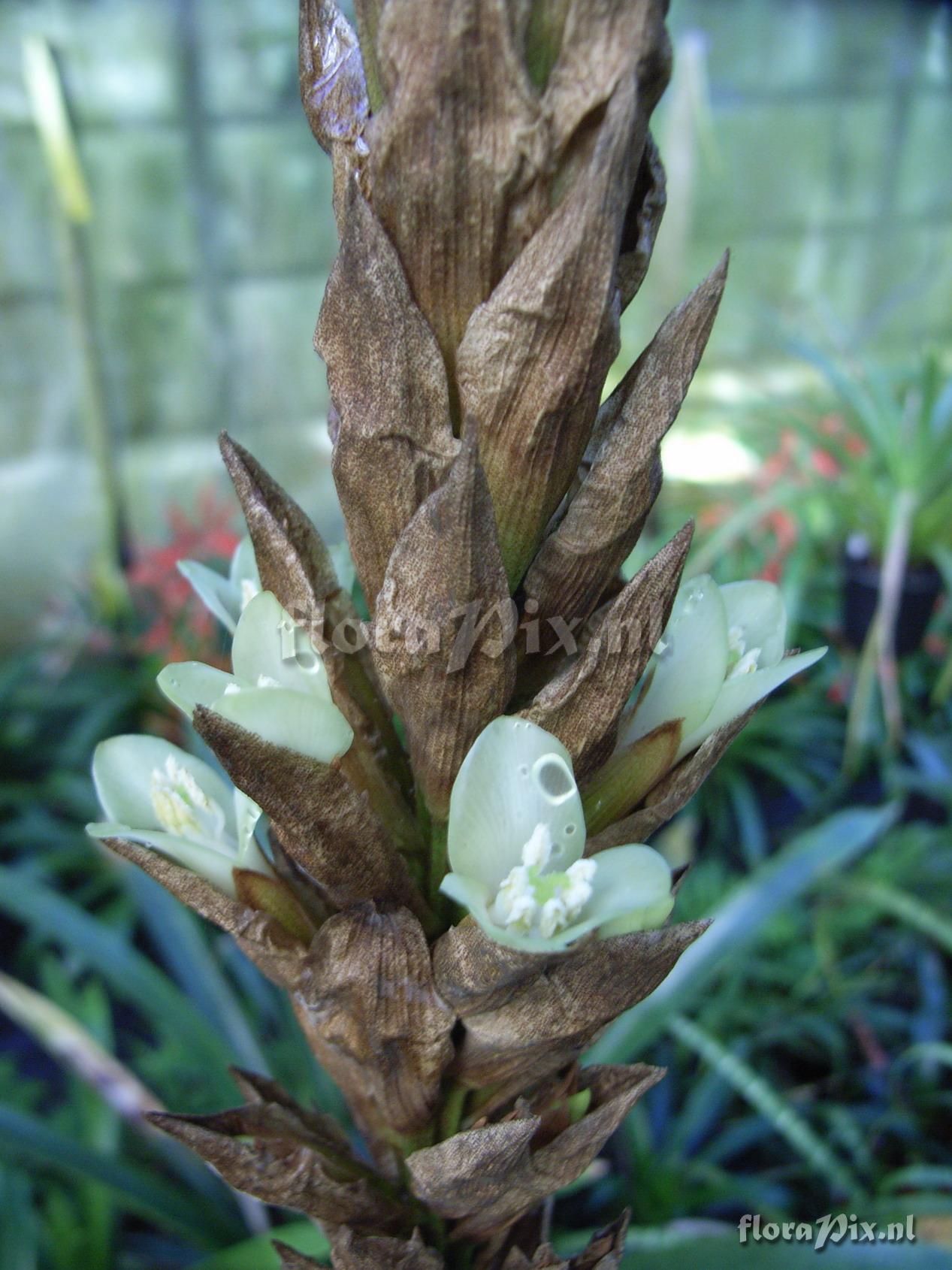 Guzmania calothyrsus