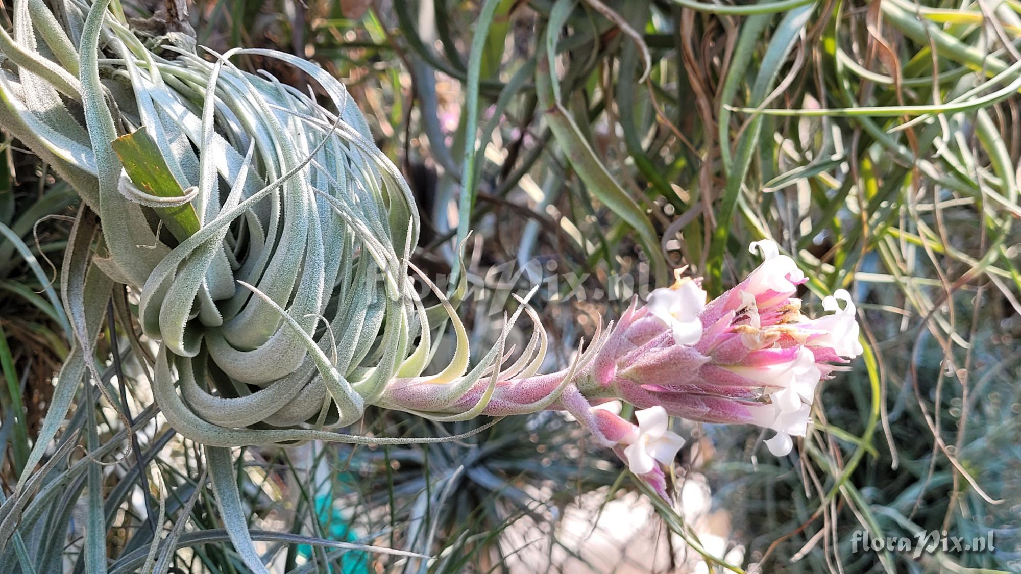 Tillandsia gardneri var. rupicola