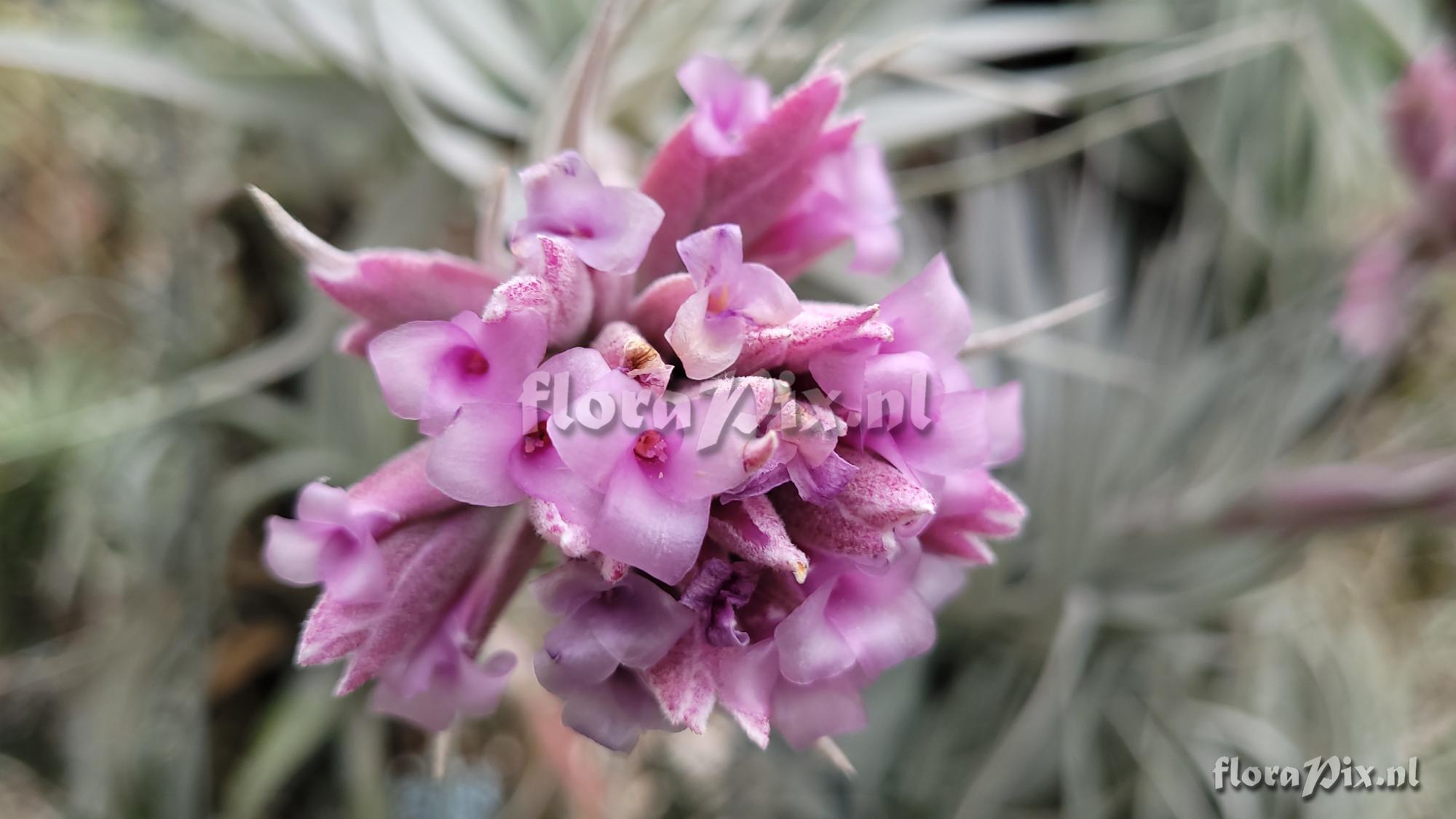 Tillandsia gardneri var. rupicola